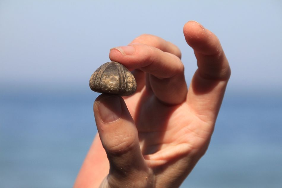 Seeigel auf Fehmarn