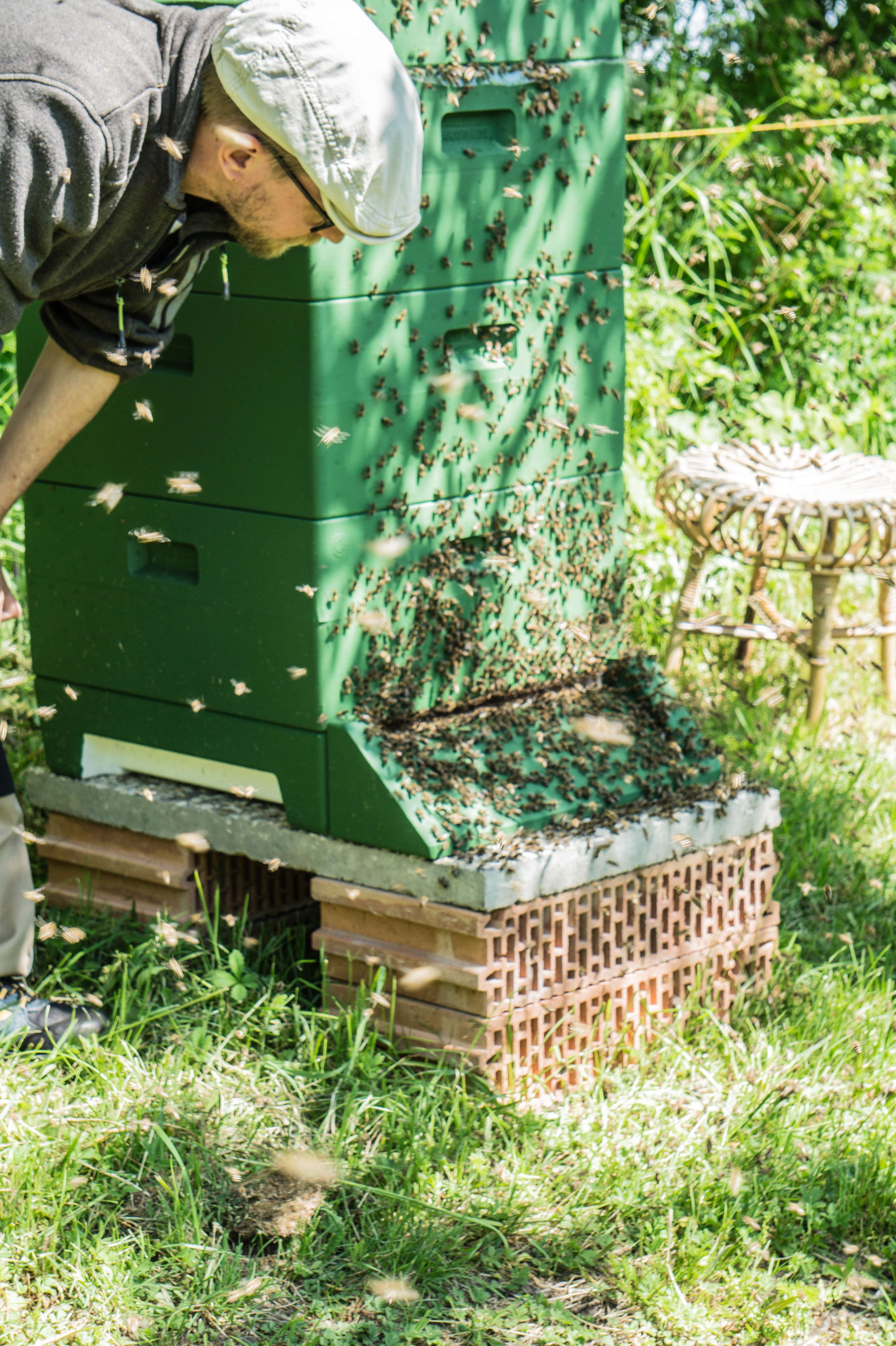 Bienenstand auf Fehmarn