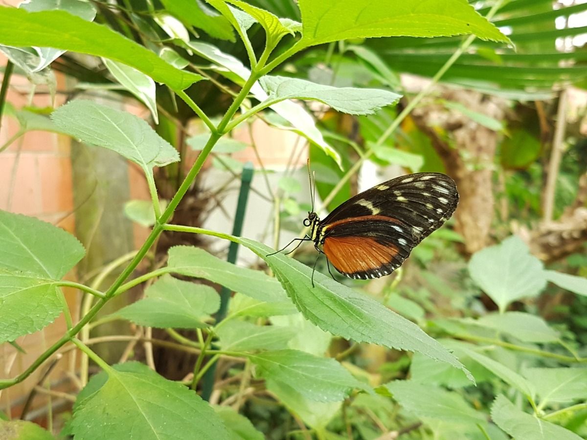 Schmetterlingspark Fehmarn