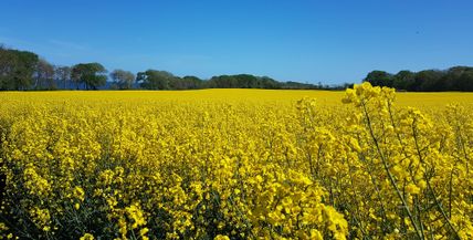 Rapsfeld auf Fehmarn