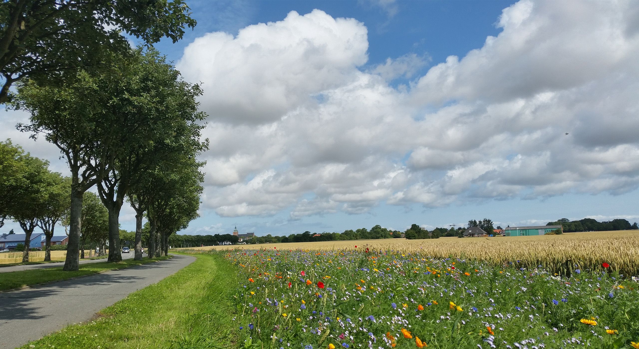 Blühstreifen am Straßenrand auf Fehmarn 