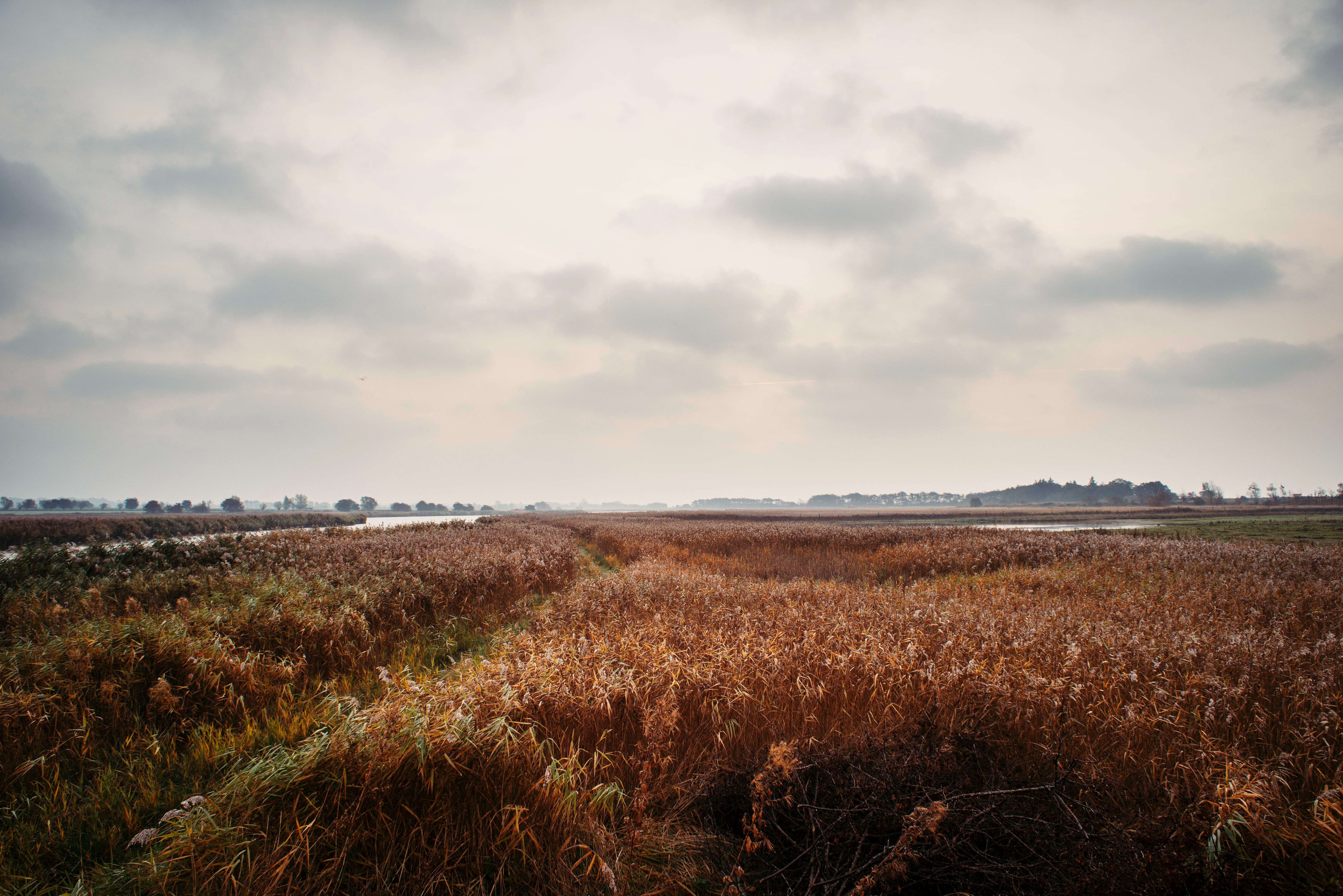 Feld im Herbst in Burgtiefe