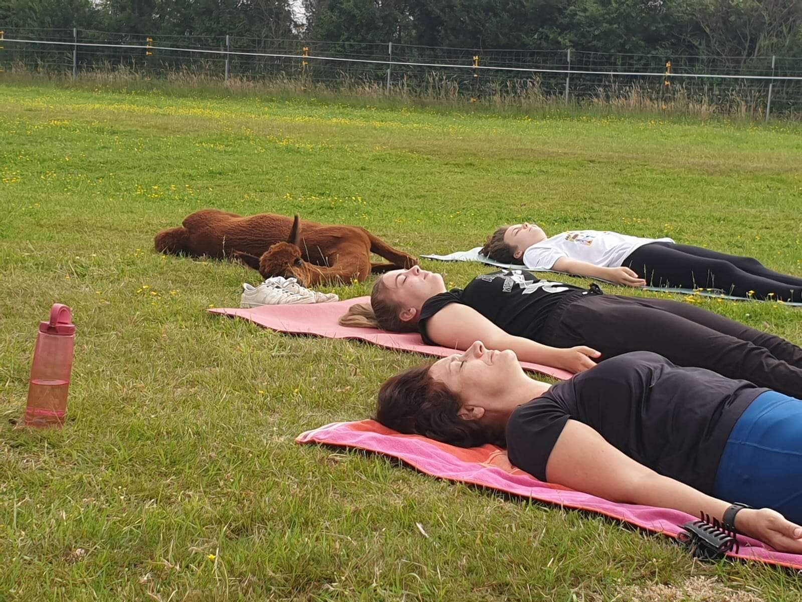 Alpaka Yoga auf der Sunset-Farm in Wallnau auf Fehmarn