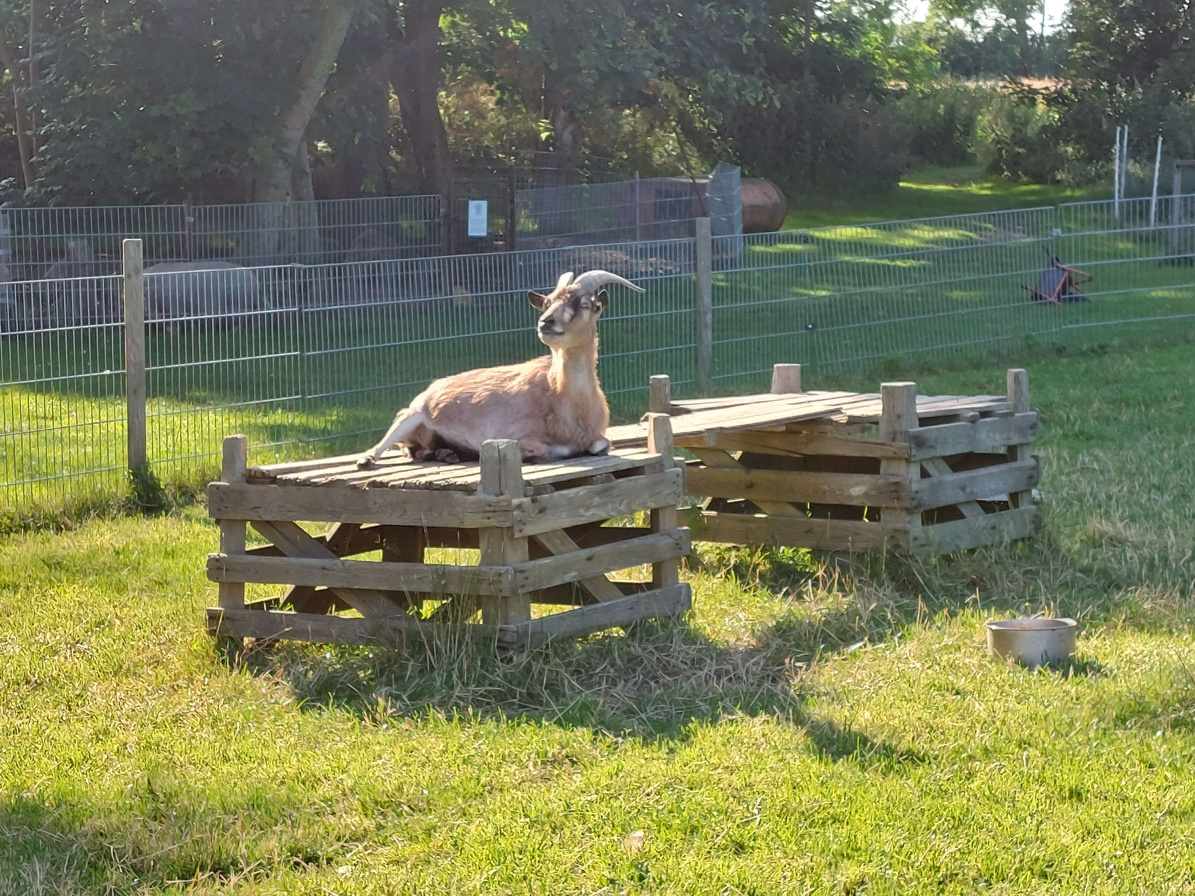 Ziege im Gehege auf dem Ferienhof Wichtelweide in Gammendorf auf Fehmarn