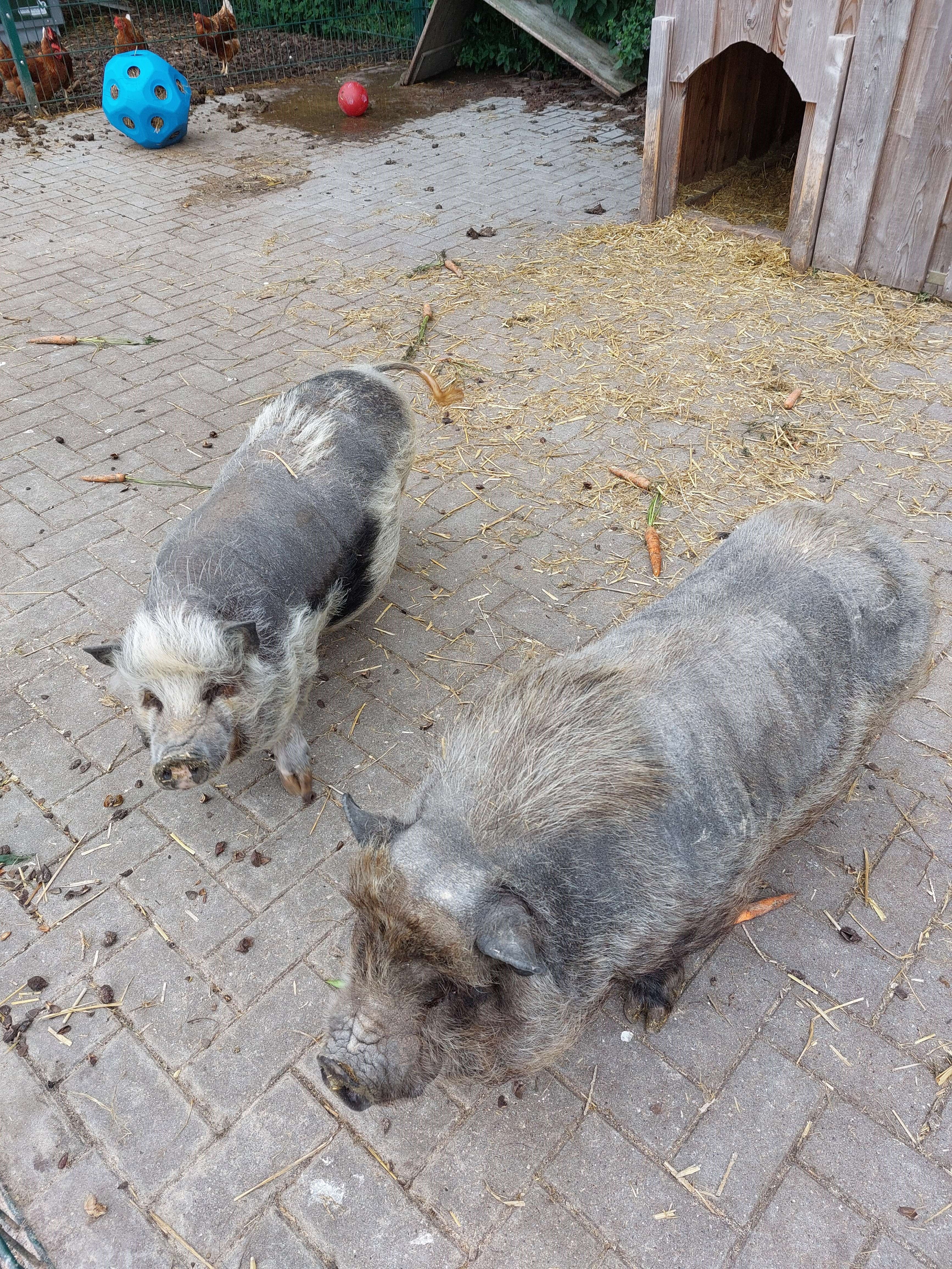 Schweine auf der Büdlfarm in Sahrensdorf auf Fehmarn