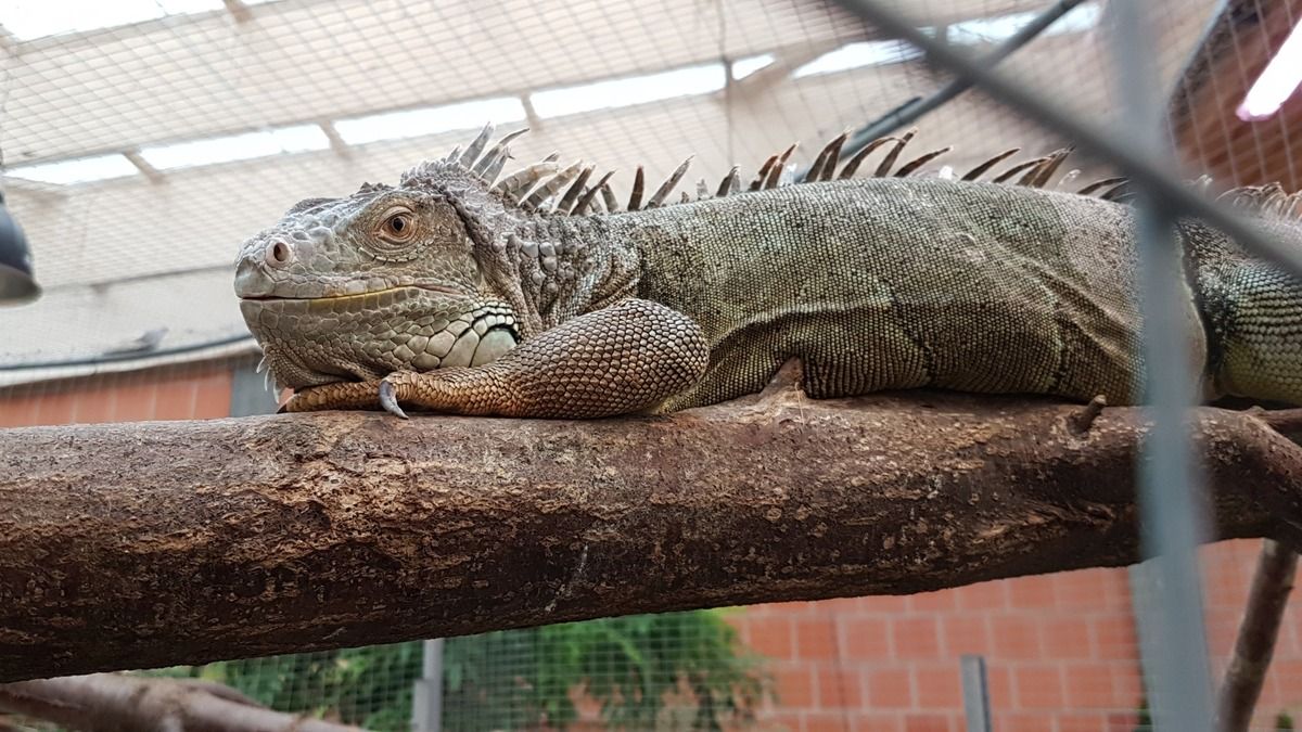 Schmetterlingspark Fehmarn