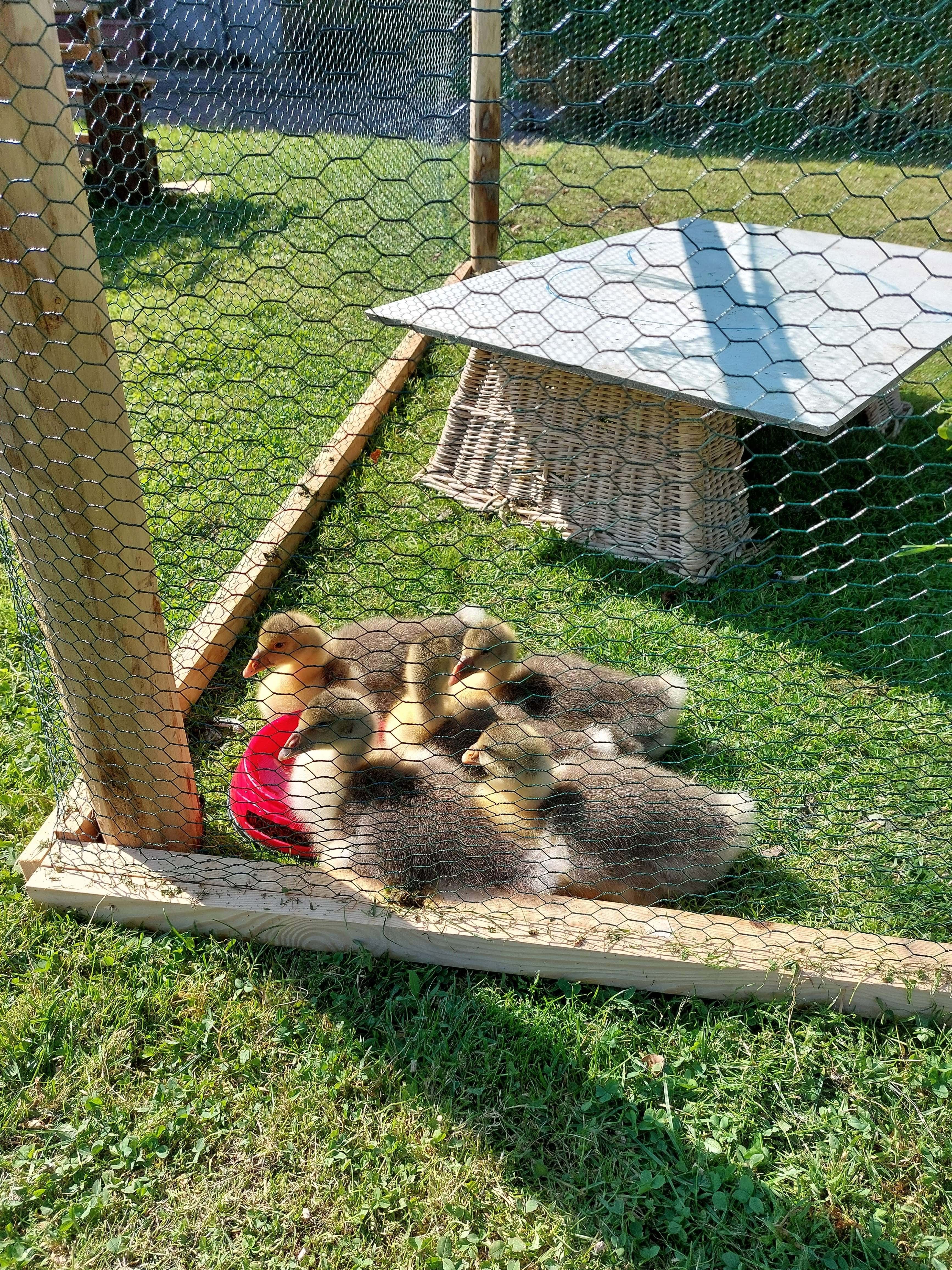 Entenküken auf dem Osterhof in Dänschendorf auf Fehmarn