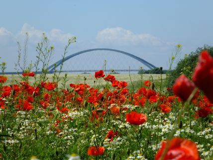 Fehmarnsundbrücke mit Mohnblumen im Vordergrund