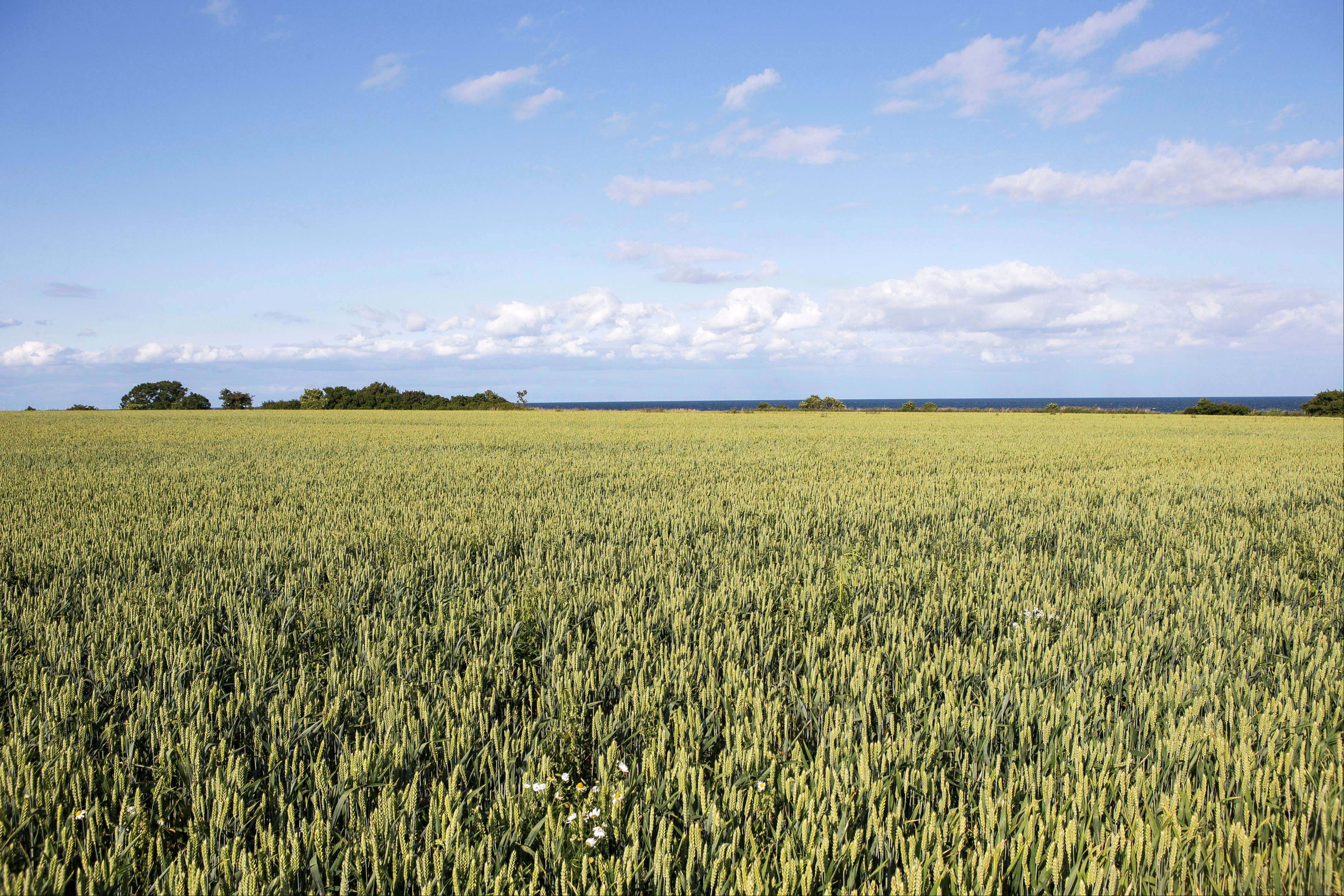 Feld im Inselosten