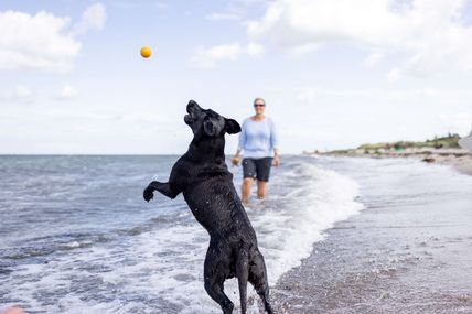 Hund spielt Ball mit Frauchen am Strand