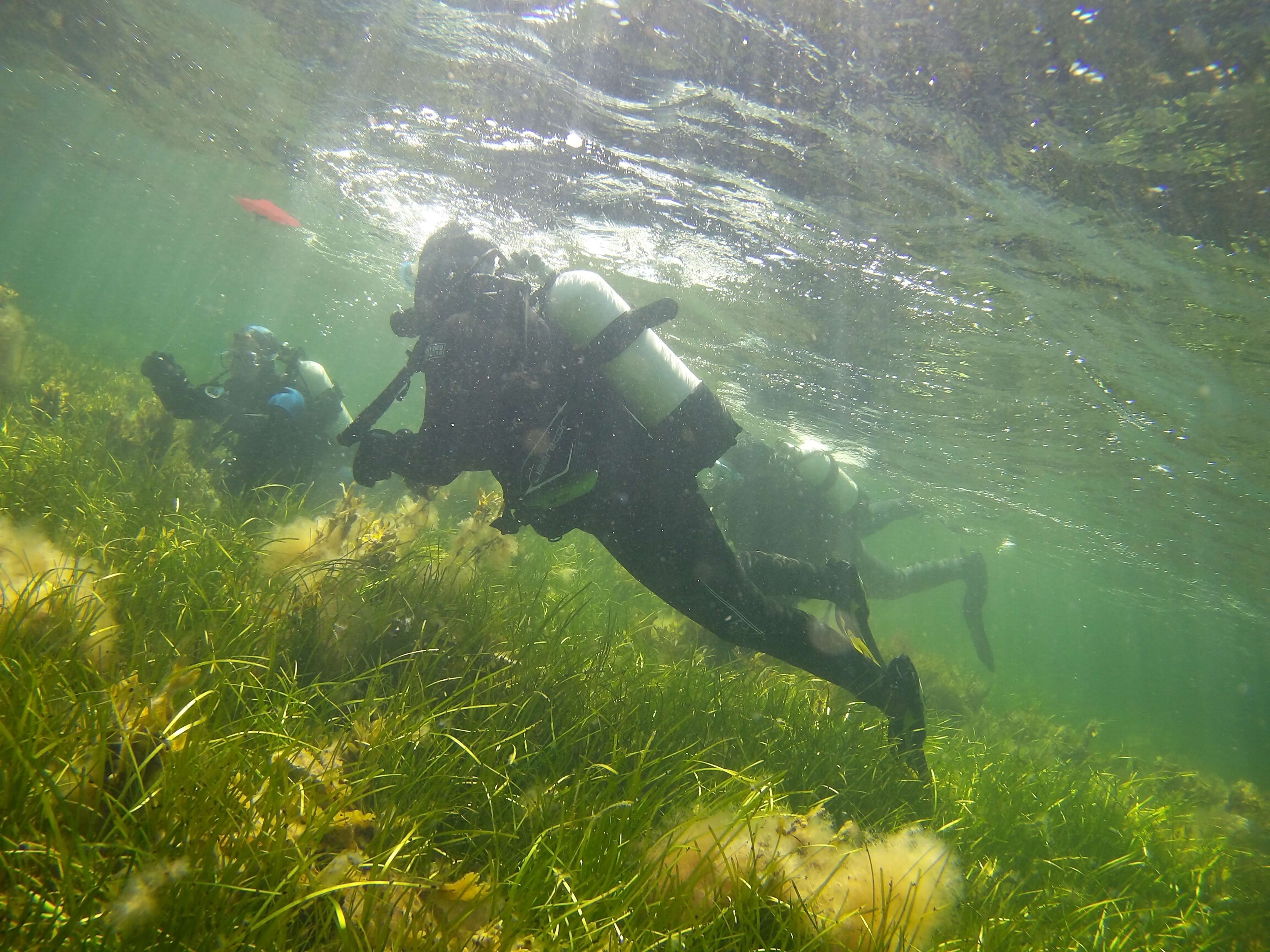 Taucher im Wasser vor Fehmarn