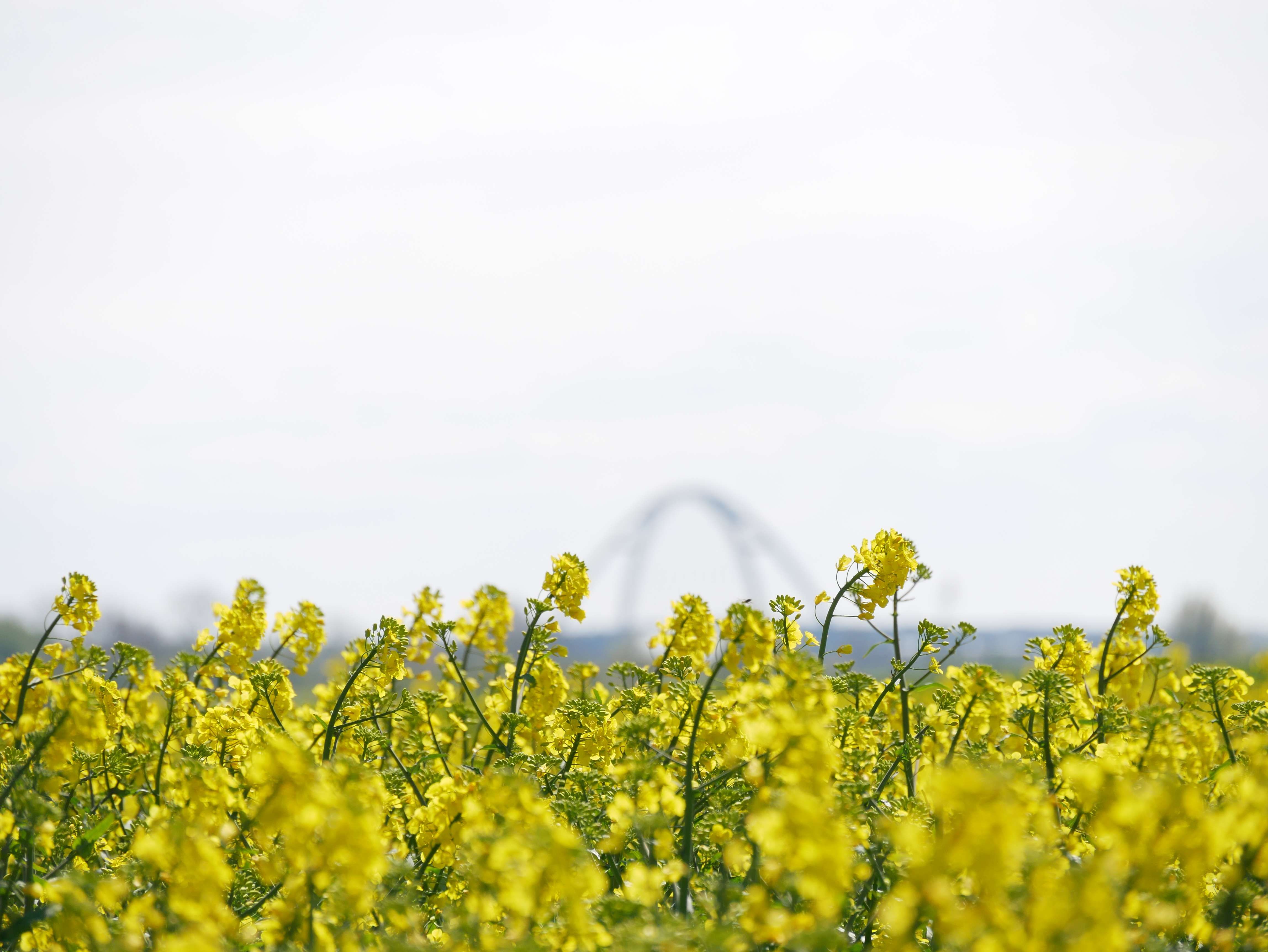 Rapsfeld bei Albertsdorf auf Fehmarn mit Fehmarnsundbrücke