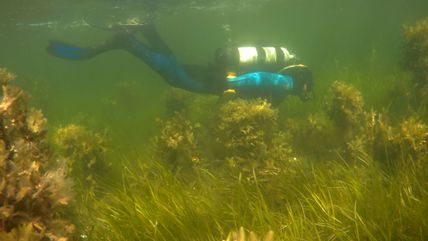 Taucher in Meeschendorf im Wasser