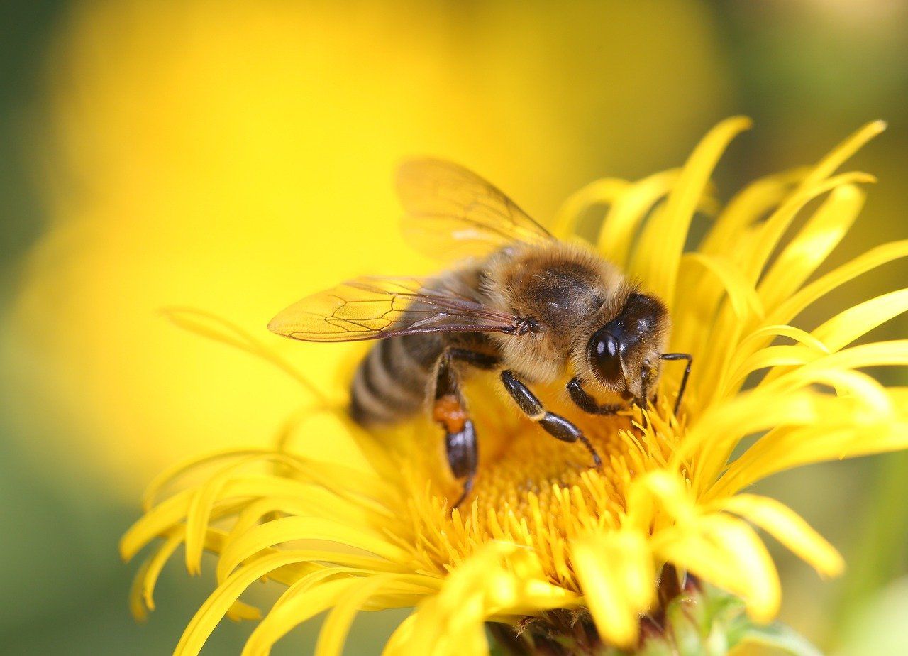 Biene auf einer gelben Blüte