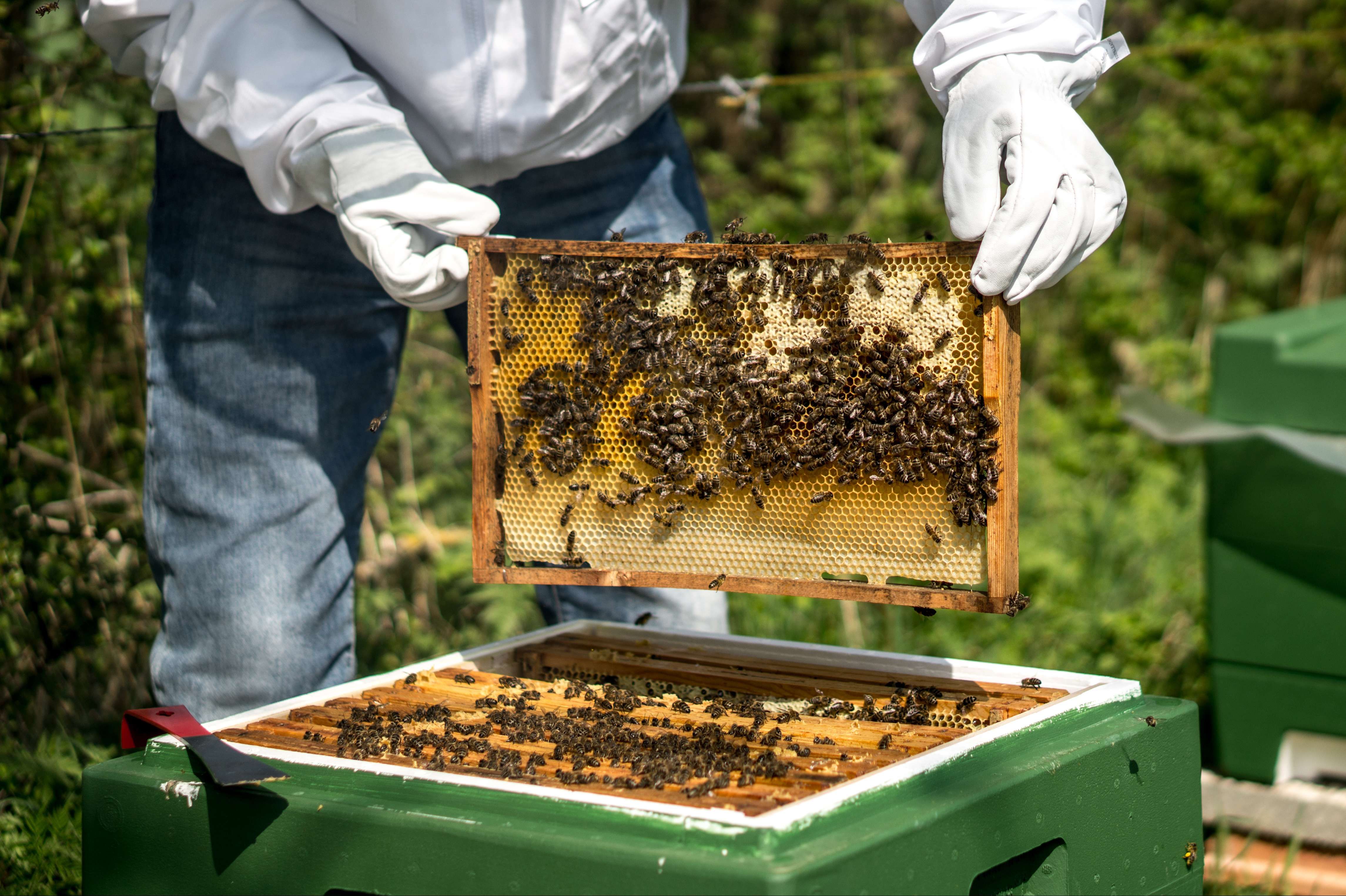 Imker und Bienenvolk auf Fehmarn