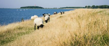 Schafe auf dem Deich in der Orther Reede