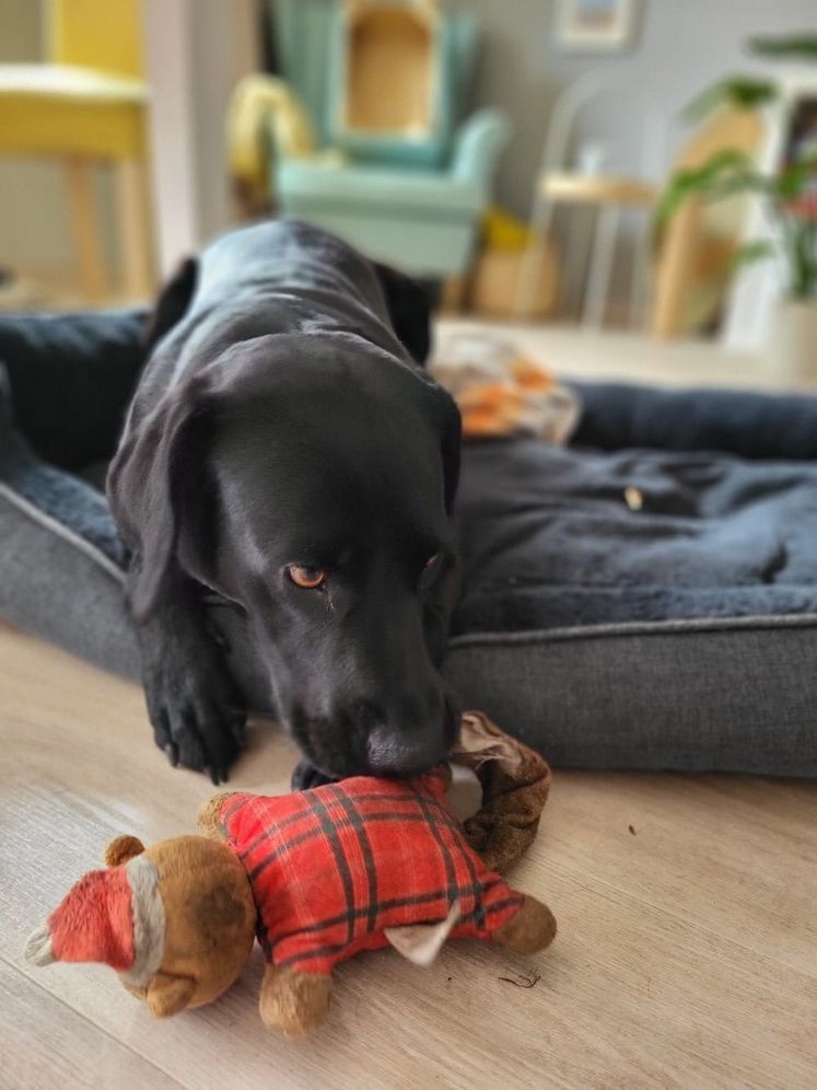 Hund im Körbchen in der Urlaubs-Unterkunft