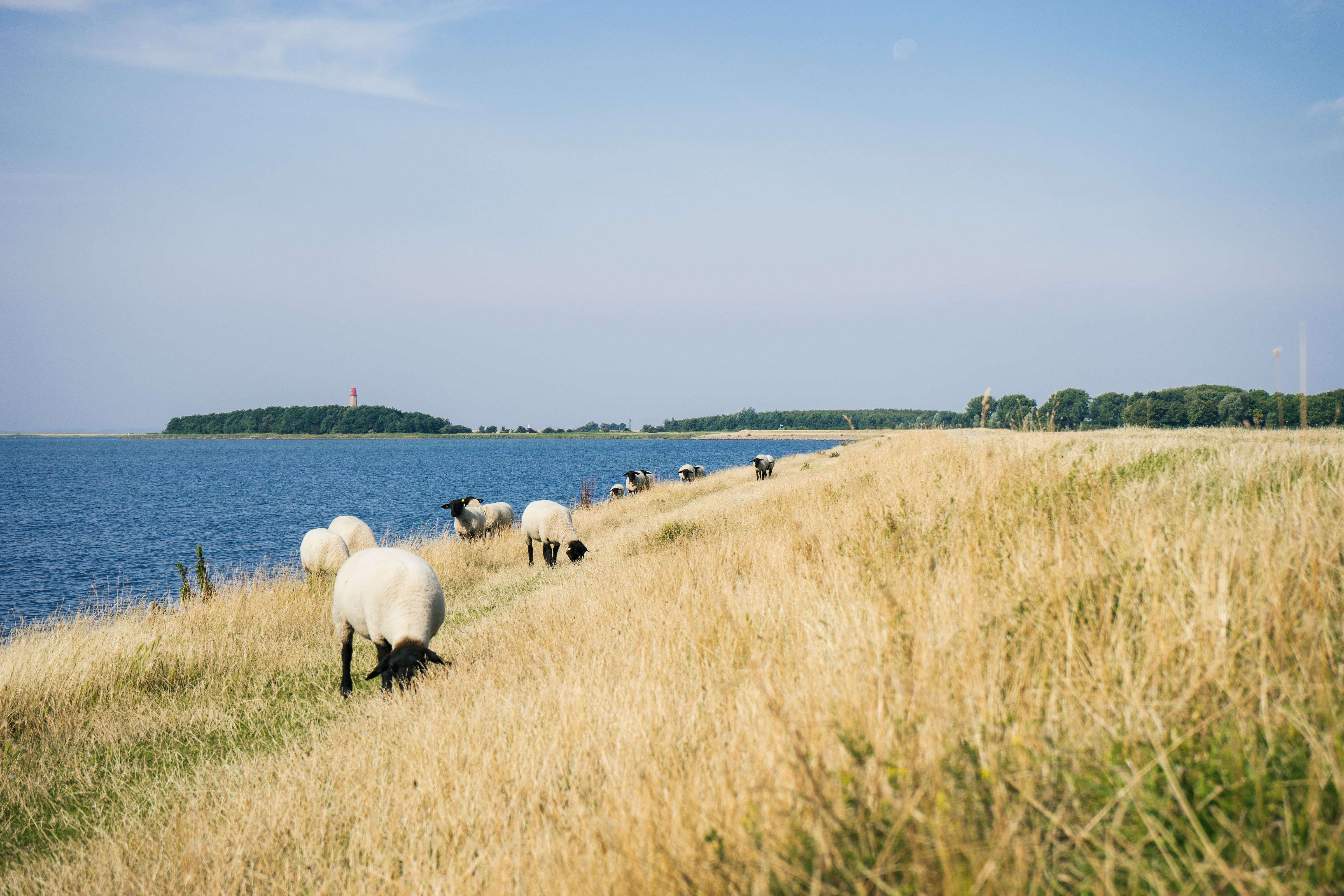 Schafe auf dem Deich in der Orther Reede