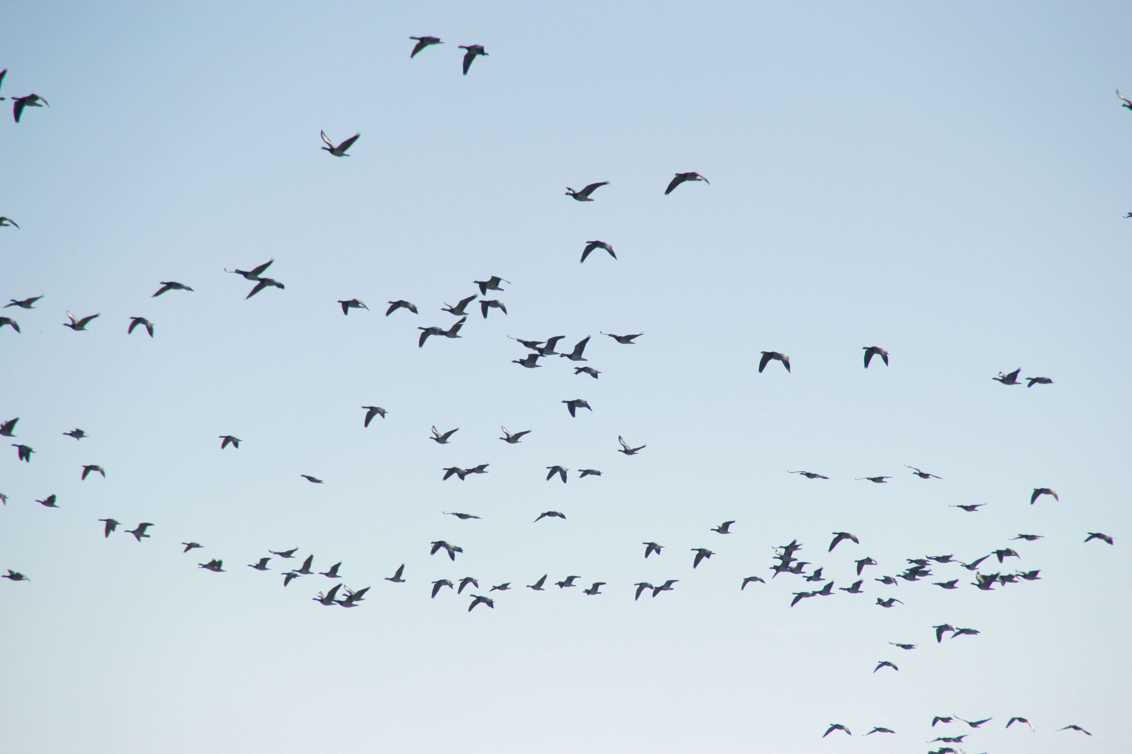 Vögel am Himmel im NABU Wasservogelreservat Wallnau