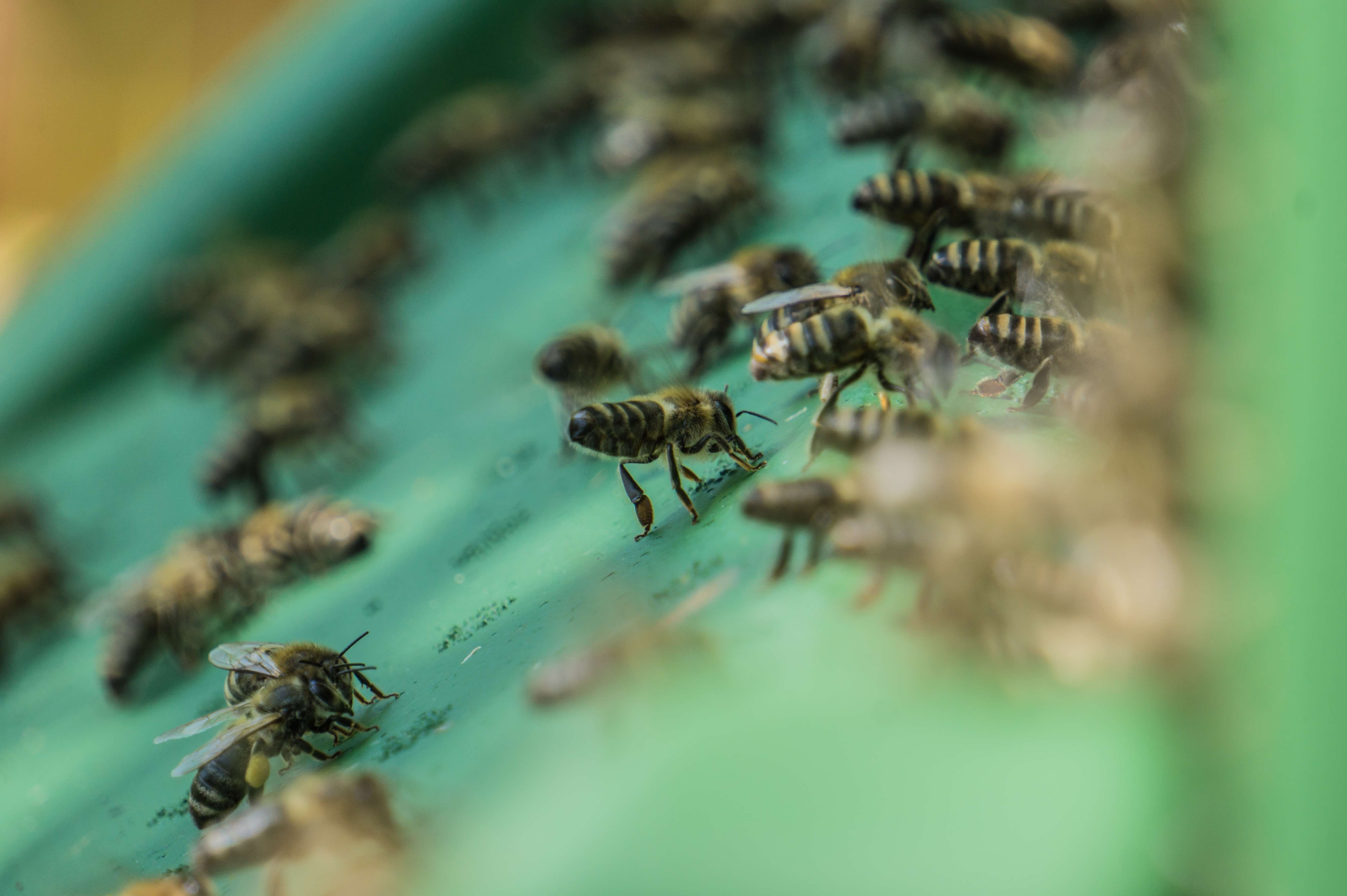 Bienenvolk auf Fehmarn