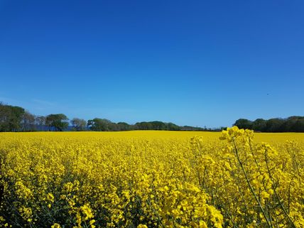 Rapsfeld auf Fehmarn