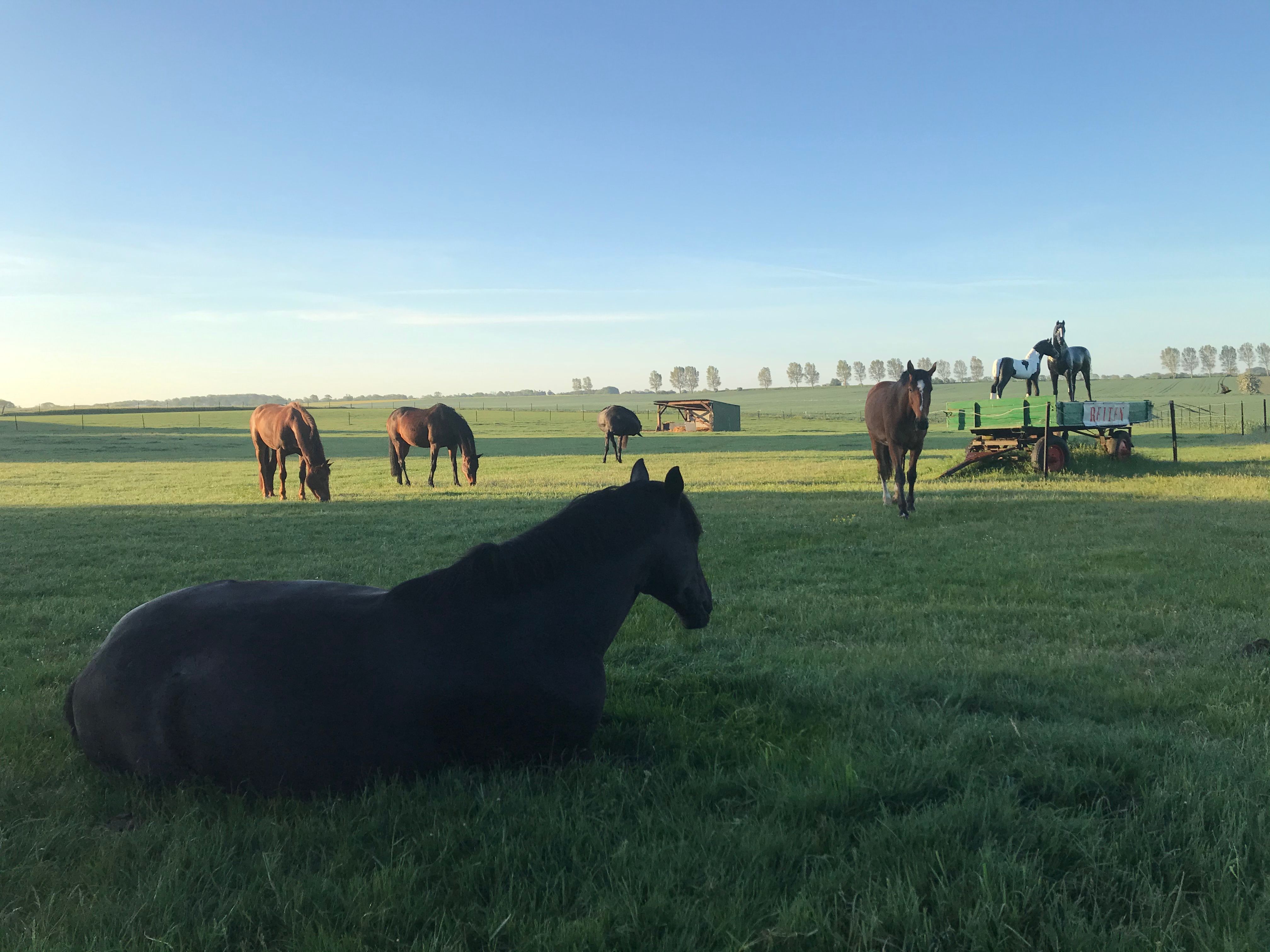 Reiten auf Fehmarn