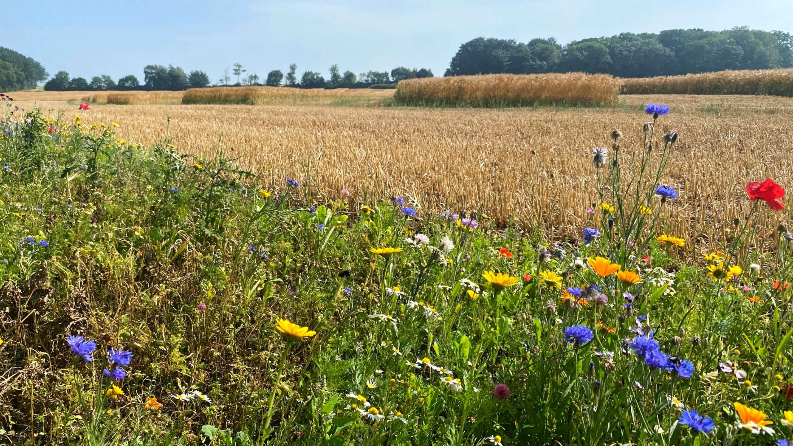 Blühstreifen am Feldrand auf Fehmarn 