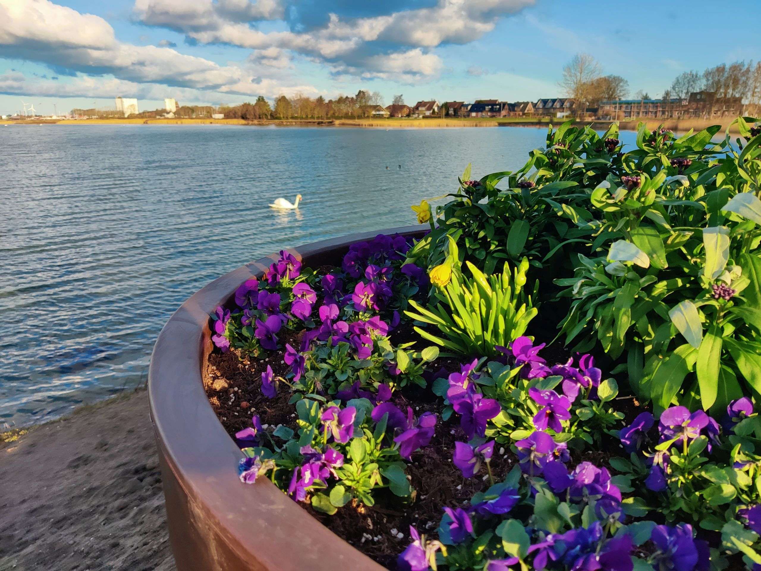 Blumen auf der Promenade in Burgtiefe auf Fehmarn