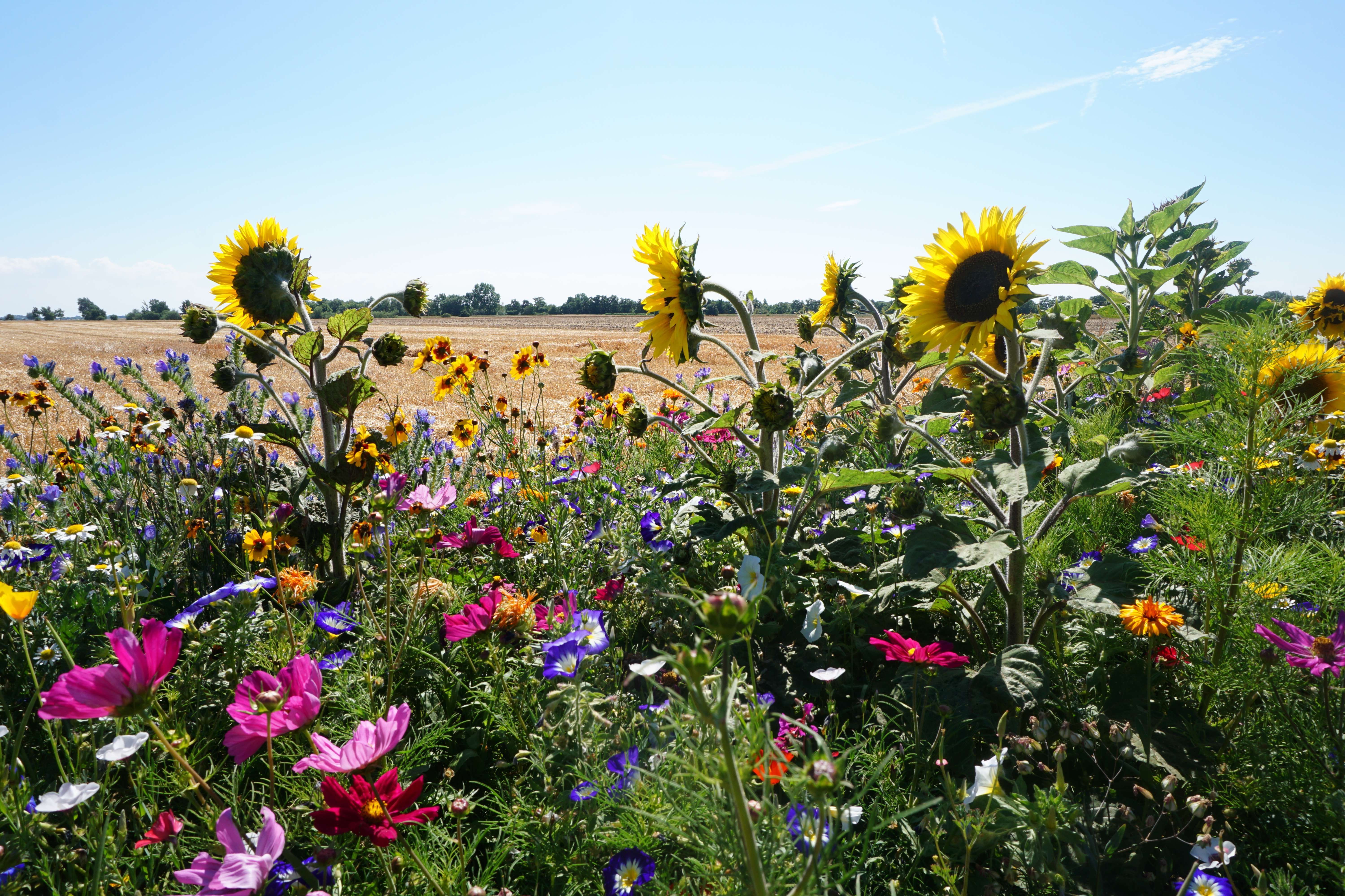 Blühstreifen auf Fehmarn 