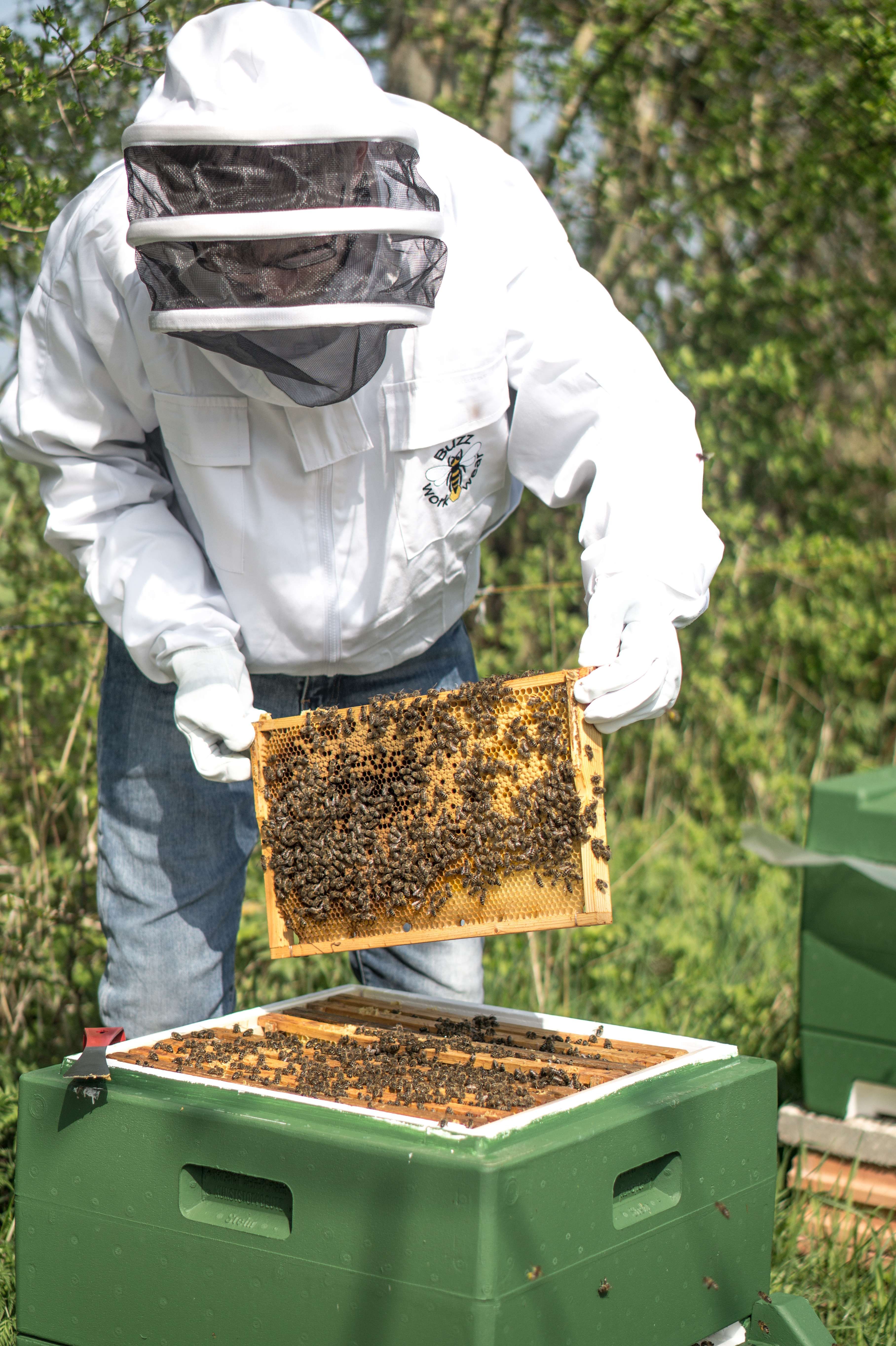 Imker mit Bienenvolk auf Fehmarn