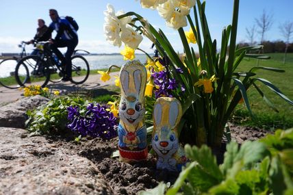 Osterhasen auf Fehmarn