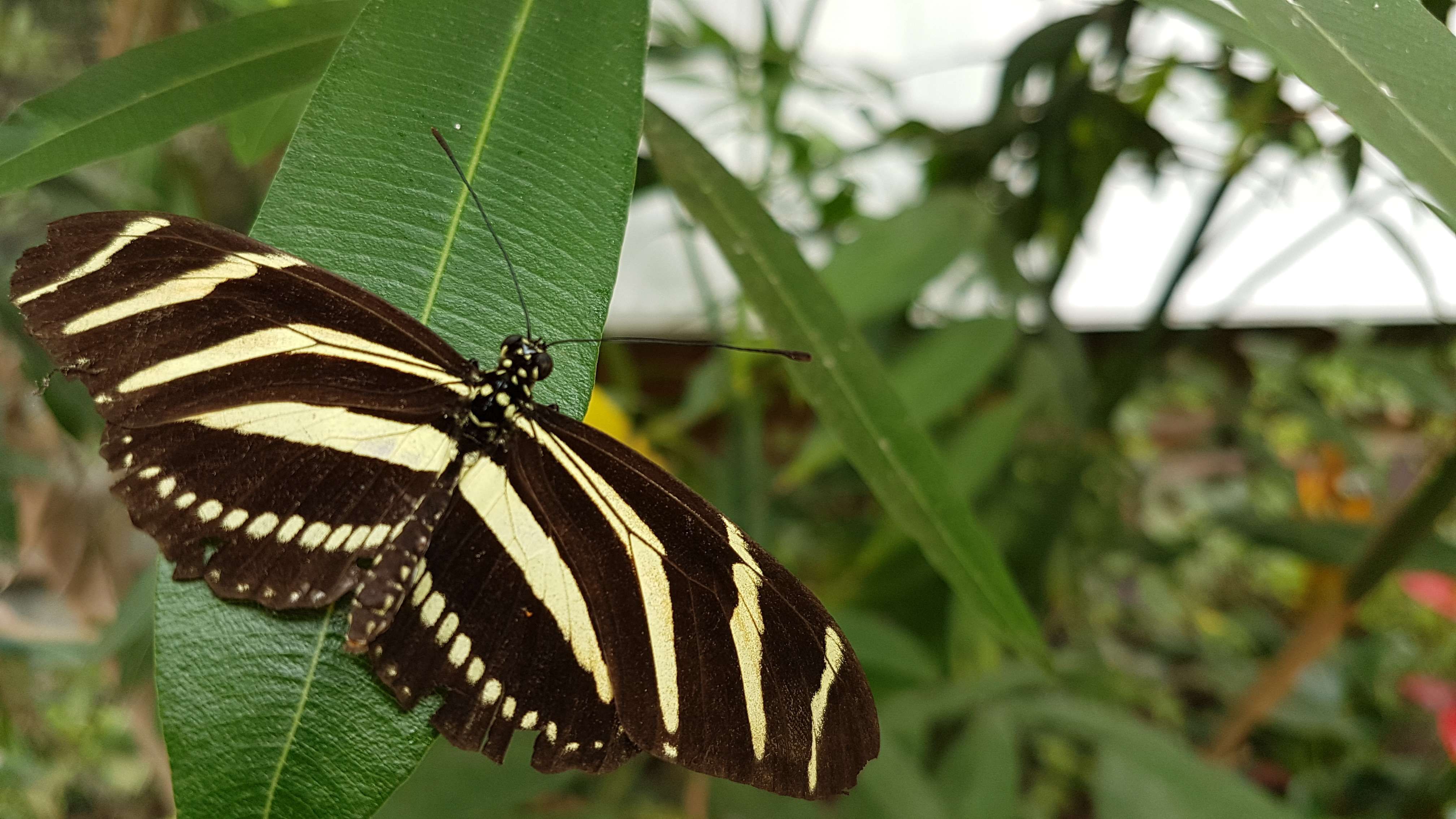 Schmetterling im Schmetterlingspark